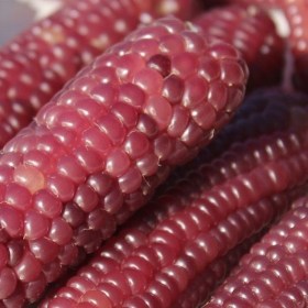 Rózsaszín ujjacskák pattogatni való kukorica - Kukorica különlegességek az Egzotikus Növények Stúdiója kínálatából